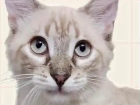 Gato ra a SRD-ViraLata idade 2 a 6 meses nome Gabriel 