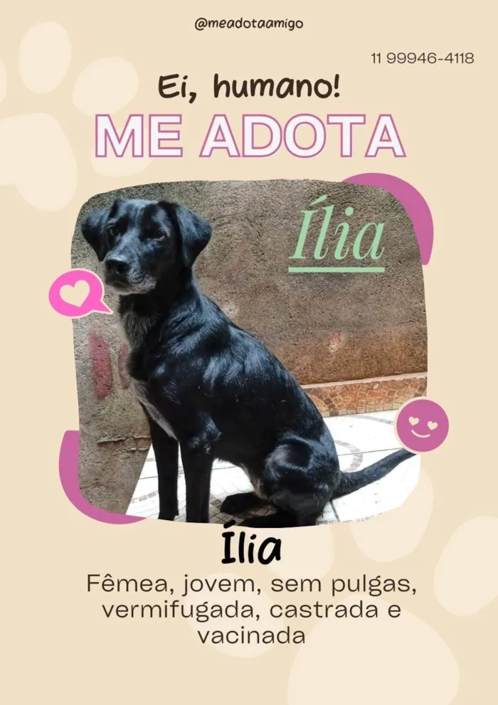 Cachorro ra a SRD-ViraLata idade 2 anos nome Mamy 