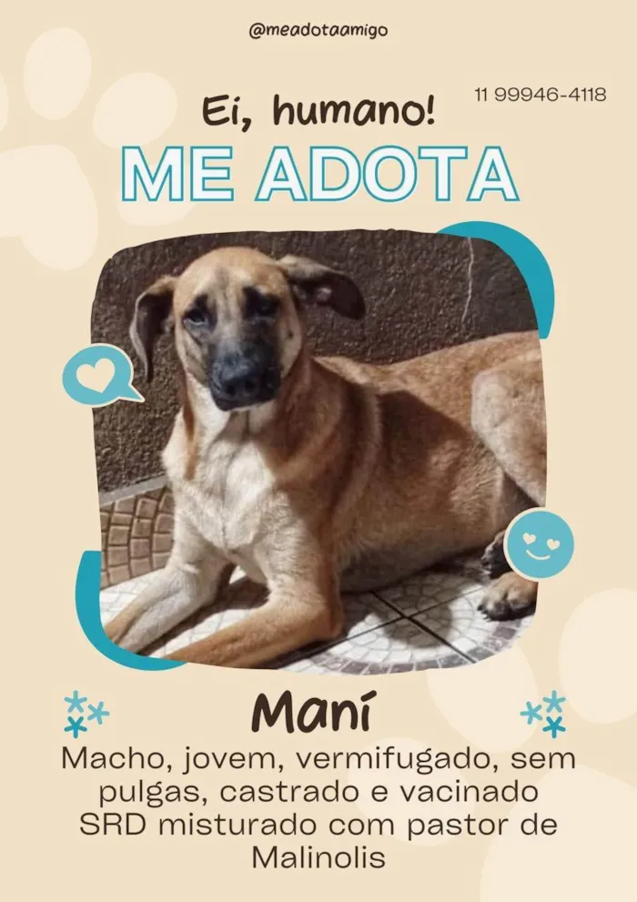 Cachorro ra a SRD-ViraLata idade 2 anos nome Mamy 