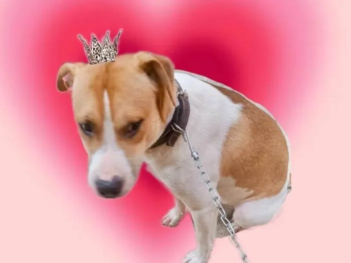 Cachorro ra a SRD-ViraLata idade 7 a 11 meses nome Simon bb10meses 