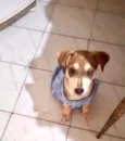 Nino bbporteP bonzinho