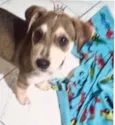 Nino bbporteP bonzinho
