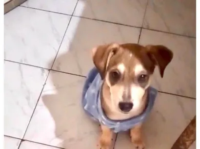 Cachorro raça SRD-ViraLata idade 2 a 6 meses nome Nino bbporteP bonzinho 