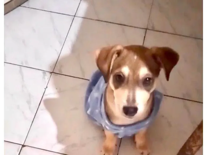 Cachorro ra a SRD-ViraLata idade 2 a 6 meses nome Nino bbporteP bonzinho 