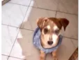 Nino bbporteP bonzinho