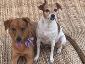 Cachorro raça SRD-ViraLata idade 6 ou mais anos nome Ulla e Emy