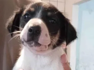Cachorro raça SRD-ViraLata idade 2 a 6 meses nome Nika