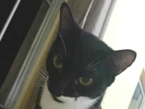 Gato raça SRD-ViraLata idade 2 anos nome Mel
