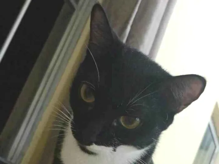 Gato ra a SRD-ViraLata idade 2 anos nome Mel