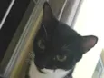 Mel