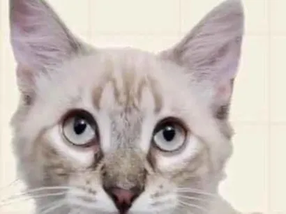 Gato raça SRD-ViraLata idade 2 a 6 meses nome Gabriel 
