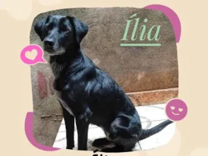 Cachorro raça SRD-ViraLata idade 2 anos nome Mamy 