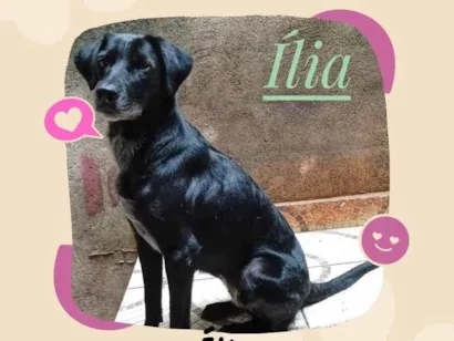 Cachorro raça SRD-ViraLata idade 2 anos nome Mamy 