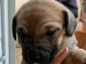 Cachorro raça SRD-ViraLata idade Abaixo de 2 meses nome Doação de filhotes - vira lata