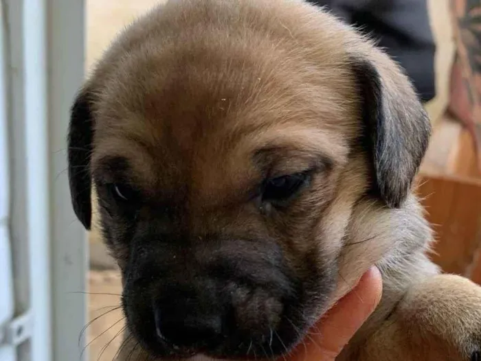 Cachorro ra a SRD-ViraLata idade Abaixo de 2 meses nome Doação de filhotes - vira lata