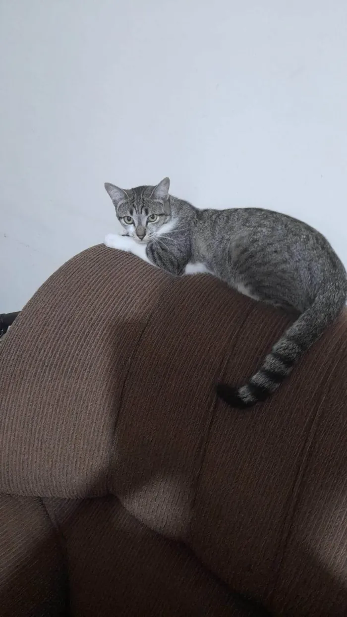 Gato ra a Siamês idade 1 ano nome Meliante