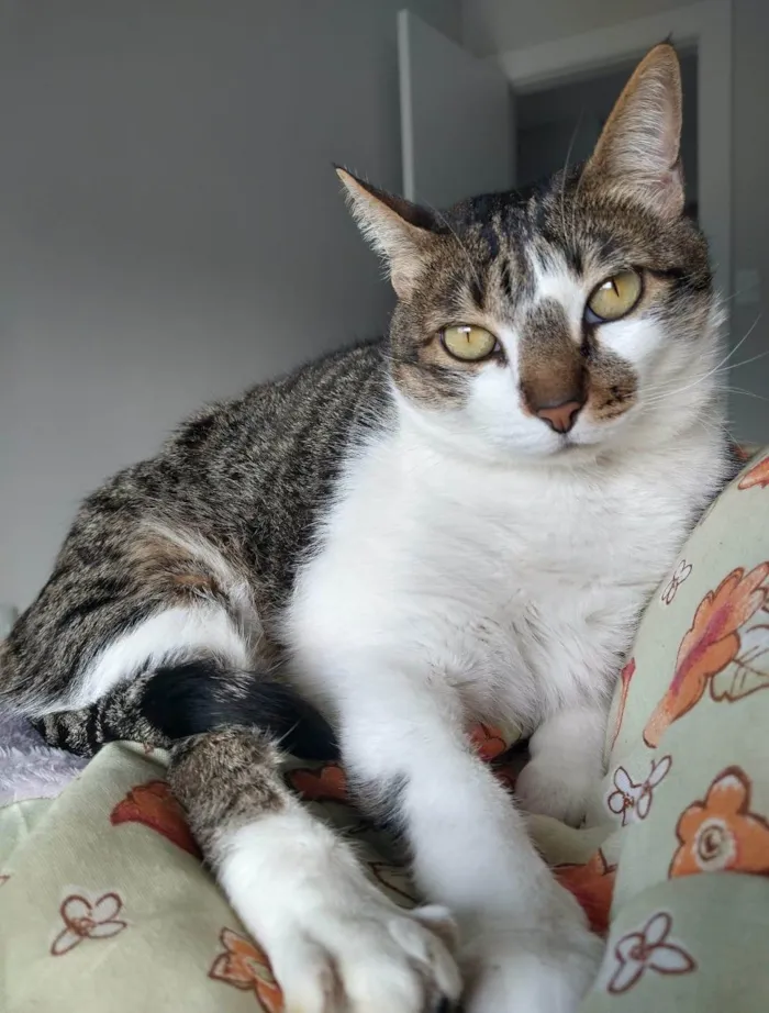 Gato ra a SRD-ViraLata idade 6 ou mais anos nome Pike