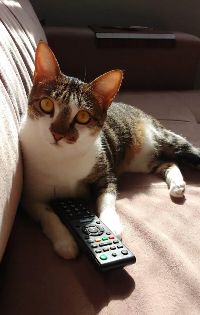 Gato ra a SRD-ViraLata idade 6 ou mais anos nome Pike