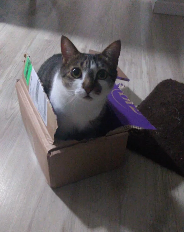 Gato ra a SRD-ViraLata idade 6 ou mais anos nome Pike