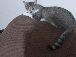 Gato raça Siamês idade 1 ano nome Meliante