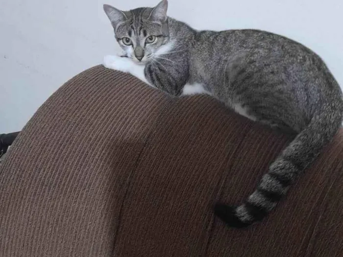 Gato ra a Siamês idade 1 ano nome Meliante