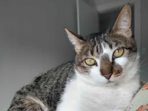Gato raça SRD-ViraLata idade 6 ou mais anos nome Pike