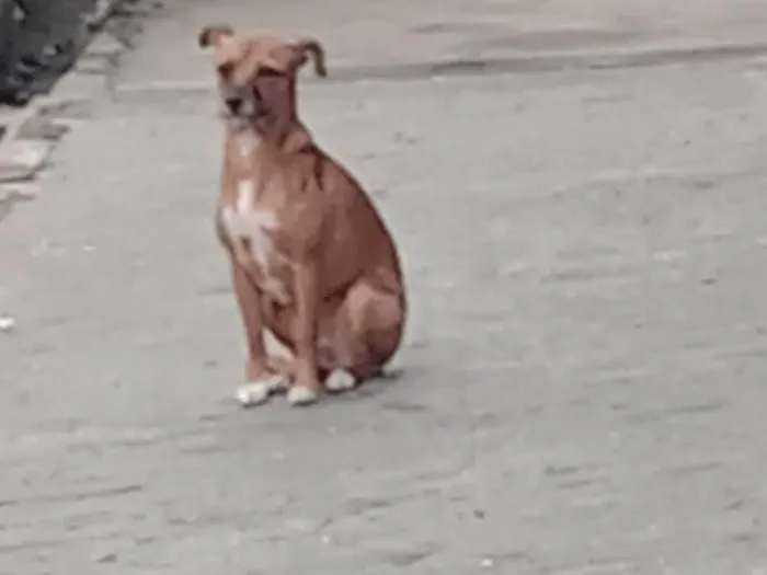 Cachorro ra a SRD-ViraLata idade 1 ano nome Mel