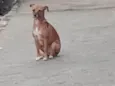 Mel