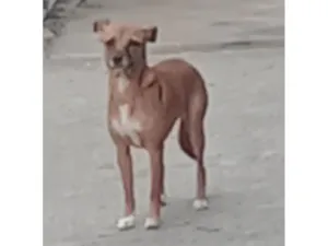 Cachorro raça SRD-ViraLata idade 1 ano nome Mel