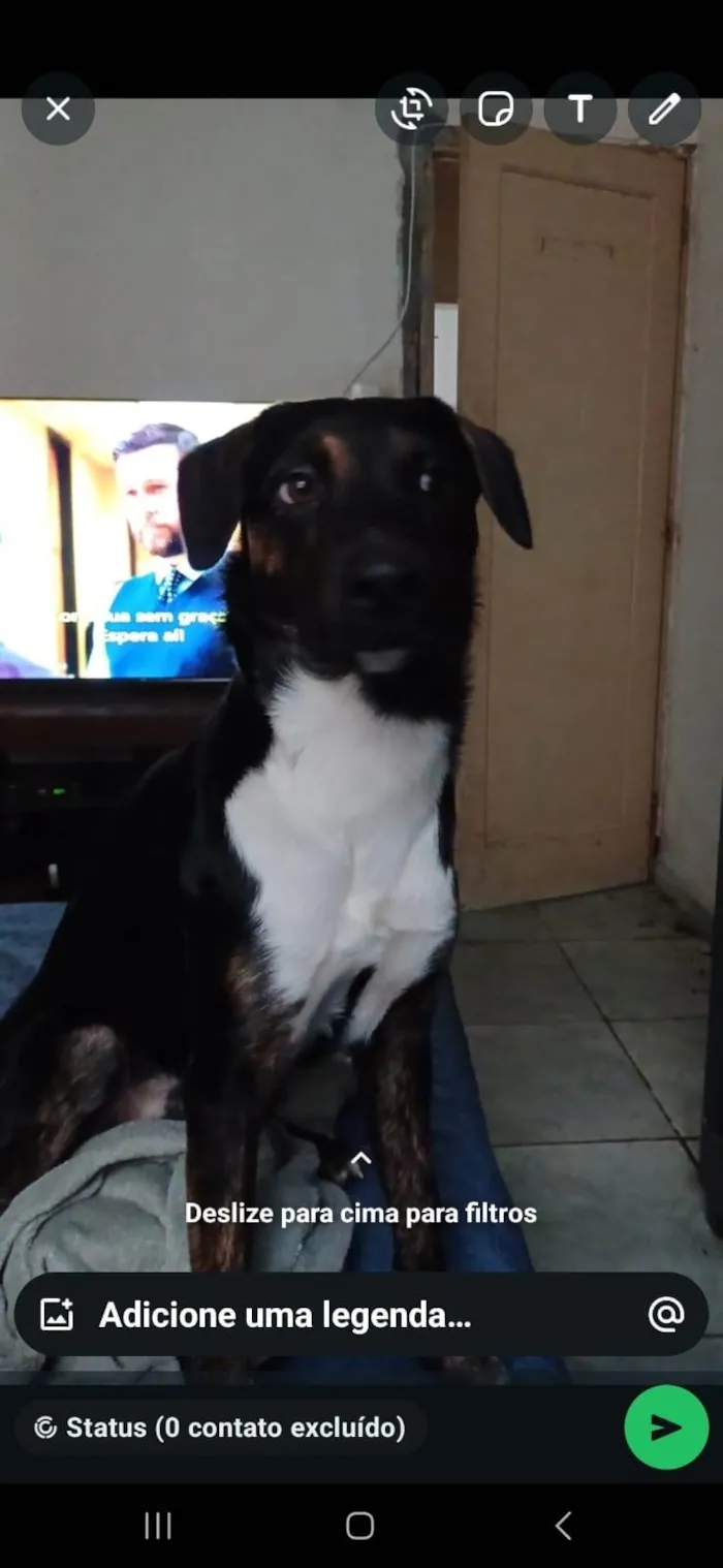 Cachorro ra a SRD-ViraLata idade 2 a 6 meses nome Adoção Urgente