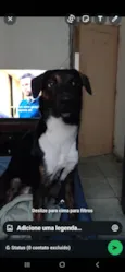 Adoção Urgente