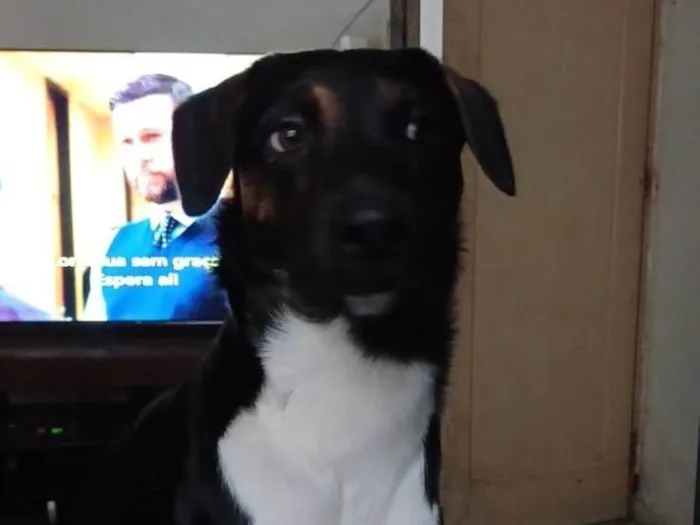 Cachorro ra a SRD-ViraLata idade 2 a 6 meses nome Adoção Urgente
