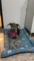 Chérie(Pet)