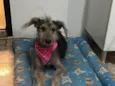 Chérie(Pet)