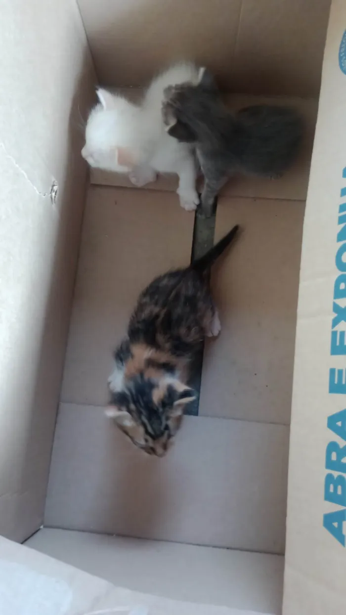 Gato ra a Angorá idade Abaixo de 2 meses nome Ana Eloisa 
