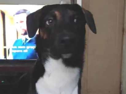 Cachorro raça SRD-ViraLata idade 2 a 6 meses nome Adoção Urgente
