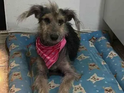 Cachorro raça SRD-ViraLata idade 4 anos nome Chérie(Pet)