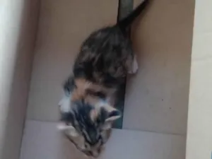 Gato raça Angorá idade Abaixo de 2 meses nome Ana Eloisa 