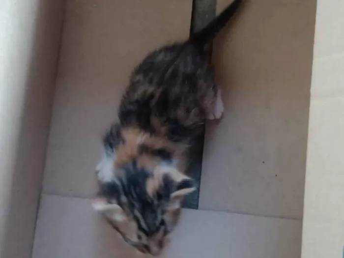 Gato ra a Angorá idade Abaixo de 2 meses nome Ana Eloisa 