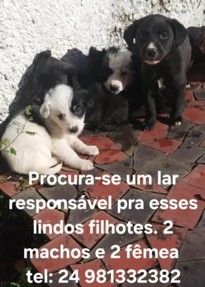 Cachorro ra a SRD-ViraLata idade Abaixo de 2 meses nome Sem nome