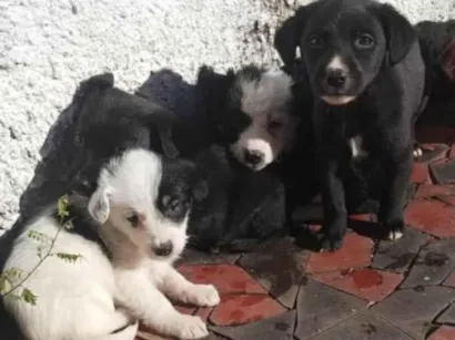 Cachorro raça SRD-ViraLata idade Abaixo de 2 meses nome Sem nome