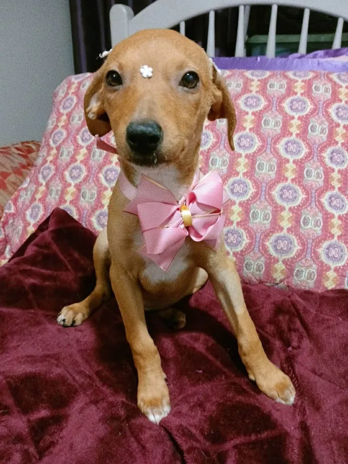 Cachorro ra a SRD-ViraLata idade 2 a 6 meses nome Kira