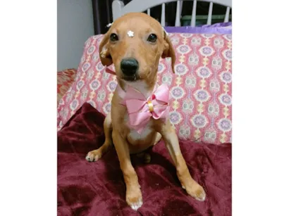 Cachorro raça SRD-ViraLata idade 2 a 6 meses nome Kira