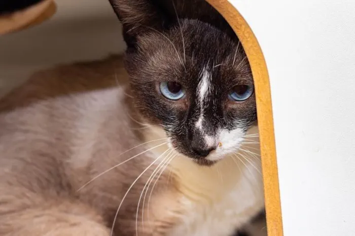 Gato ra a SRD-ViraLata idade 3 anos nome Alcides