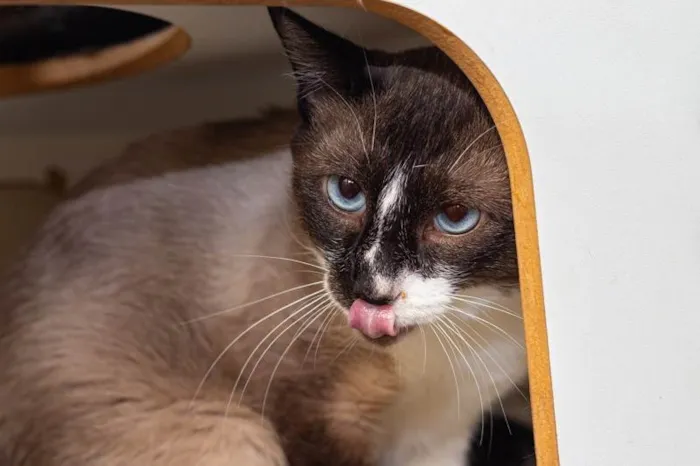 Gato ra a SRD-ViraLata idade 3 anos nome Alcides