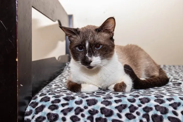 Gato ra a SRD-ViraLata idade 3 anos nome Alcides