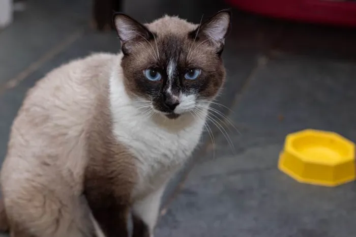 Gato ra a SRD-ViraLata idade 3 anos nome Alcides