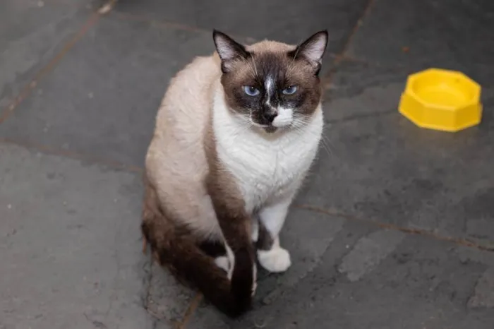 Gato ra a SRD-ViraLata idade 3 anos nome Alcides