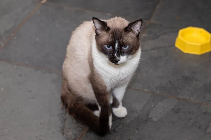 Gato ra a SRD-ViraLata idade 3 anos nome Alcides