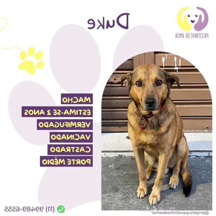 Cachorro ra a SRD-ViraLata idade 2 anos nome Duck